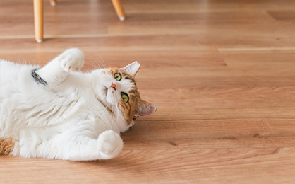 猫たちとご家族のために。
