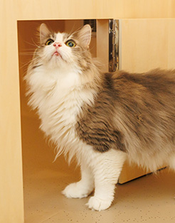 猫たちが過ごす場所