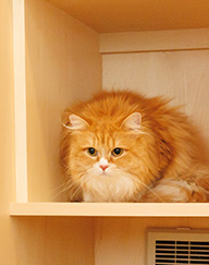 猫たちが過ごす場所