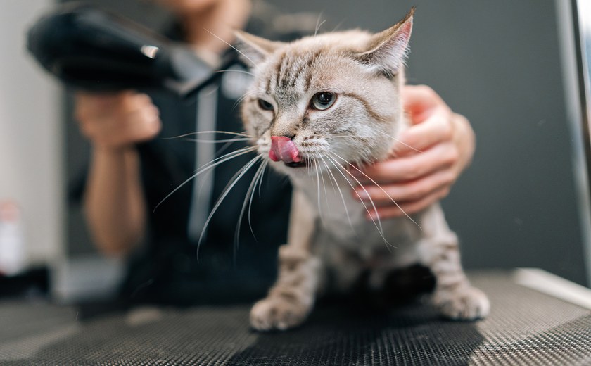猫たちとご家族のために。