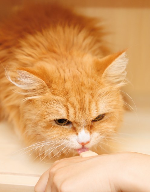 猫たちが過ごす場所