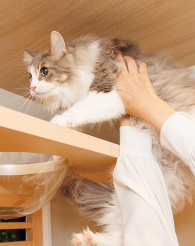 猫たちが過ごす場所