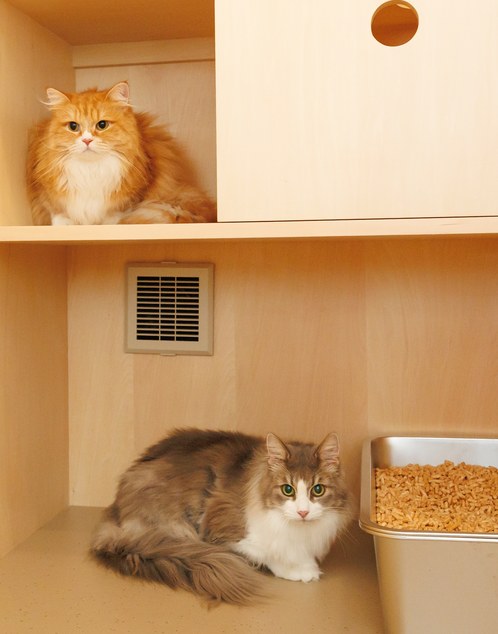猫たちが過ごす場所