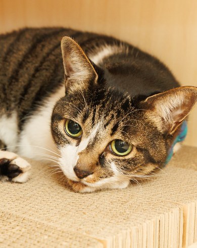 猫たちが過ごす場所