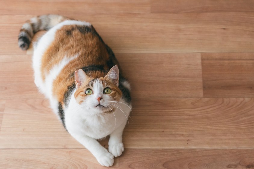 猫たちが過ごす場所